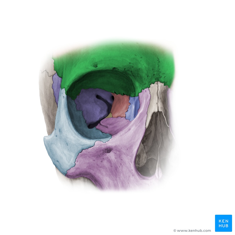 Lernkartei Anatomie: Orbita (Latein)