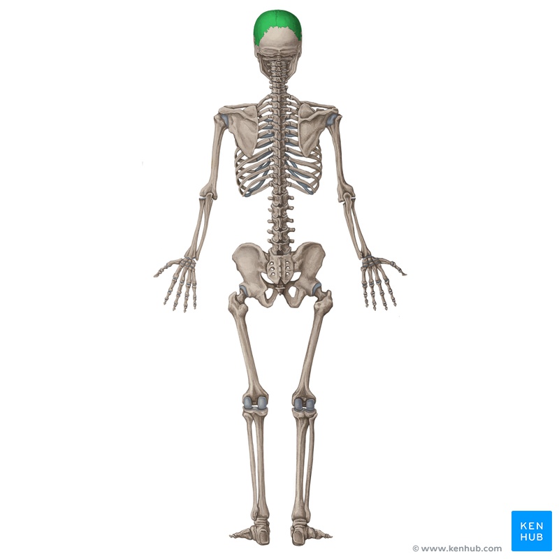 Lernkartei Anatomie Uberblick Uber Die Organsysteme Latein