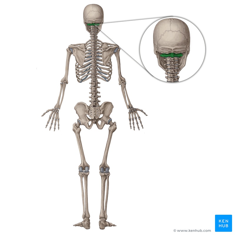 Lernkartei Anatomie Uberblick Uber Die Organsysteme Latein