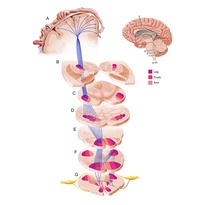 Medical